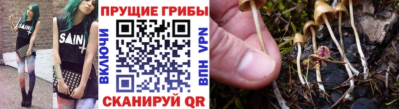 omg онион  Юхнов  Псилоцибиновые грибы Psilocybine cubensis  купить наркоту 